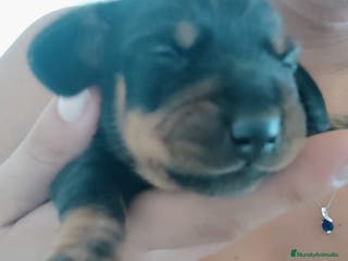 Teckel perros Cachorro de teckel - Anuncio 6