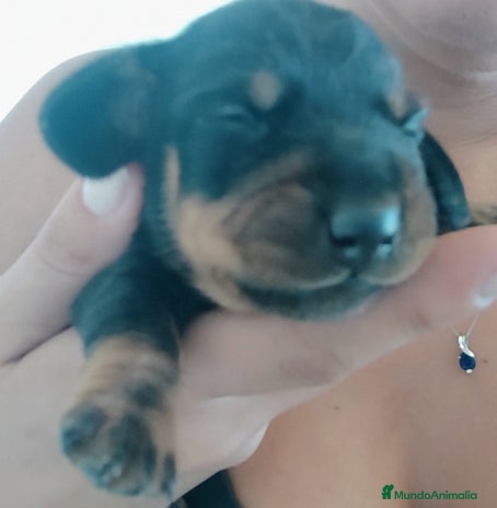 Teckel perros Cachorro de teckel - Anuncio 1