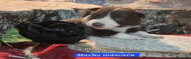 Border Collie Cachorro 1