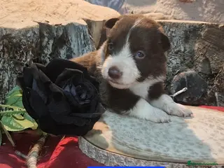 Border Collie perros Expectaculares cachorros de border collie - Anuncio 15