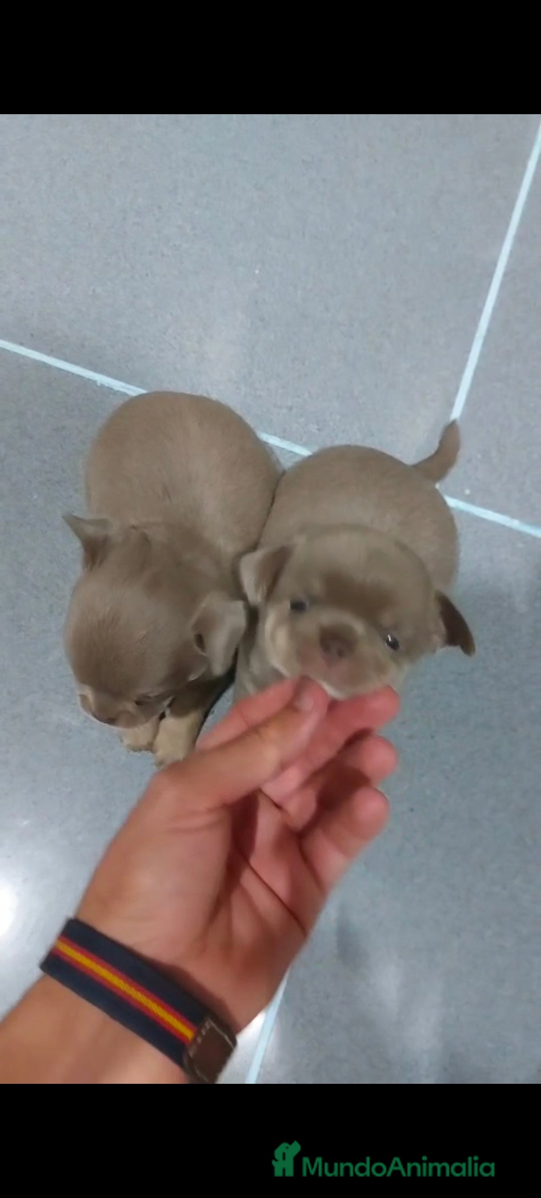 Chihuahua perros en venta: Chihuahua blue machos  - Imagen 1