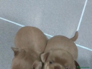 Chihuahua perros - Anuncio 20