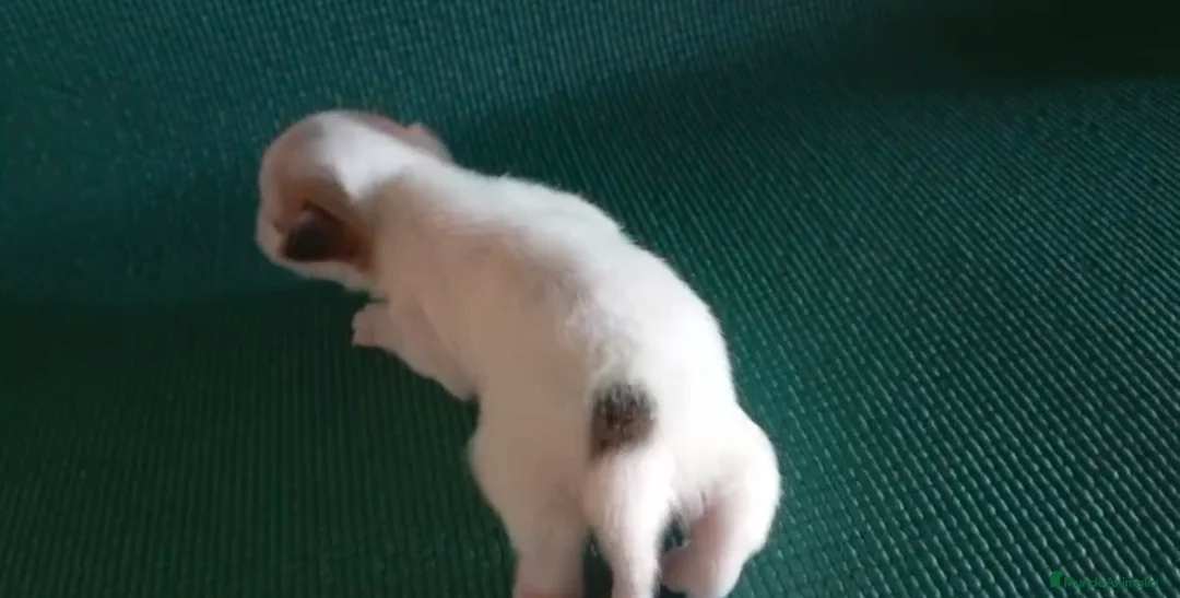 Jack Russell Terrier perros en venta: Camada de Jack russell en Cádiz - Anuncio 5