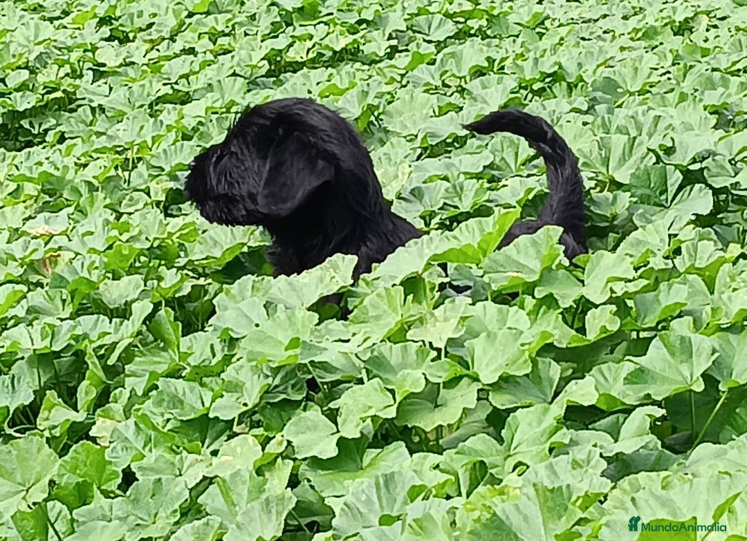 Schnauzer Gigante perros en venta: Schnauzer gigante  - Anuncio 6