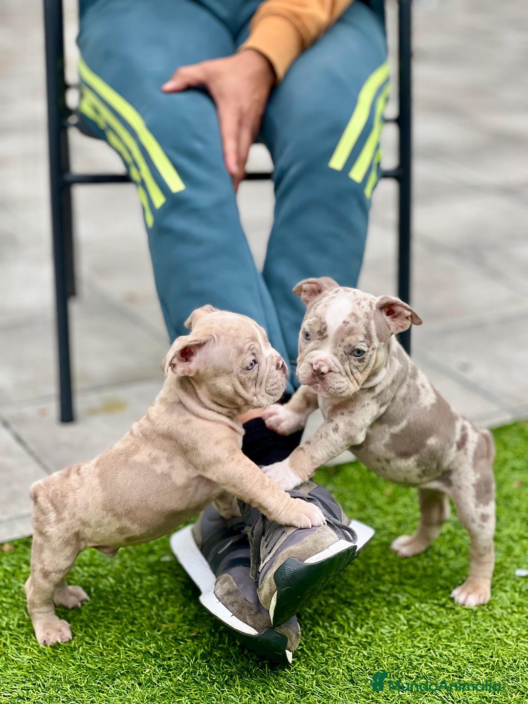 American Bully perros en venta: American bully bebés preciosos - Imagen 23