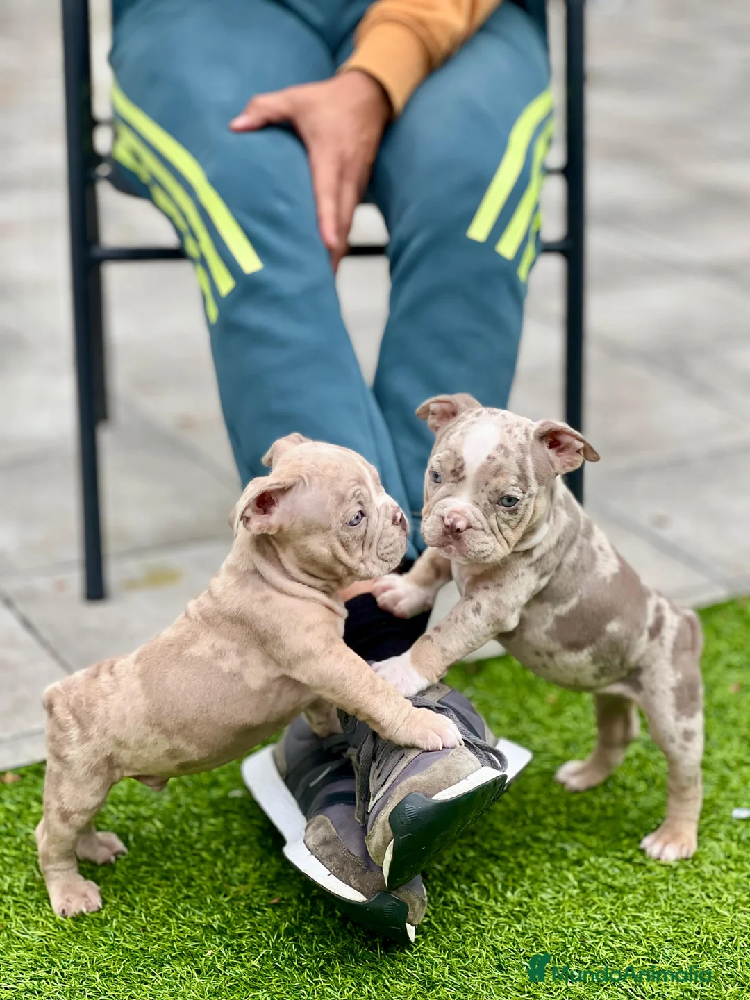 American Bully perros en venta: American bully bebés preciosos - Anuncio 23