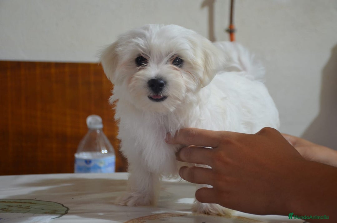 Bichón Maltés perros en venta: Bichón maltés  - Imagen 2