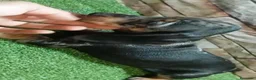 Teckel Miniatura perros en venta: TECKEL MINI ARLEQUIN - Anuncio 2