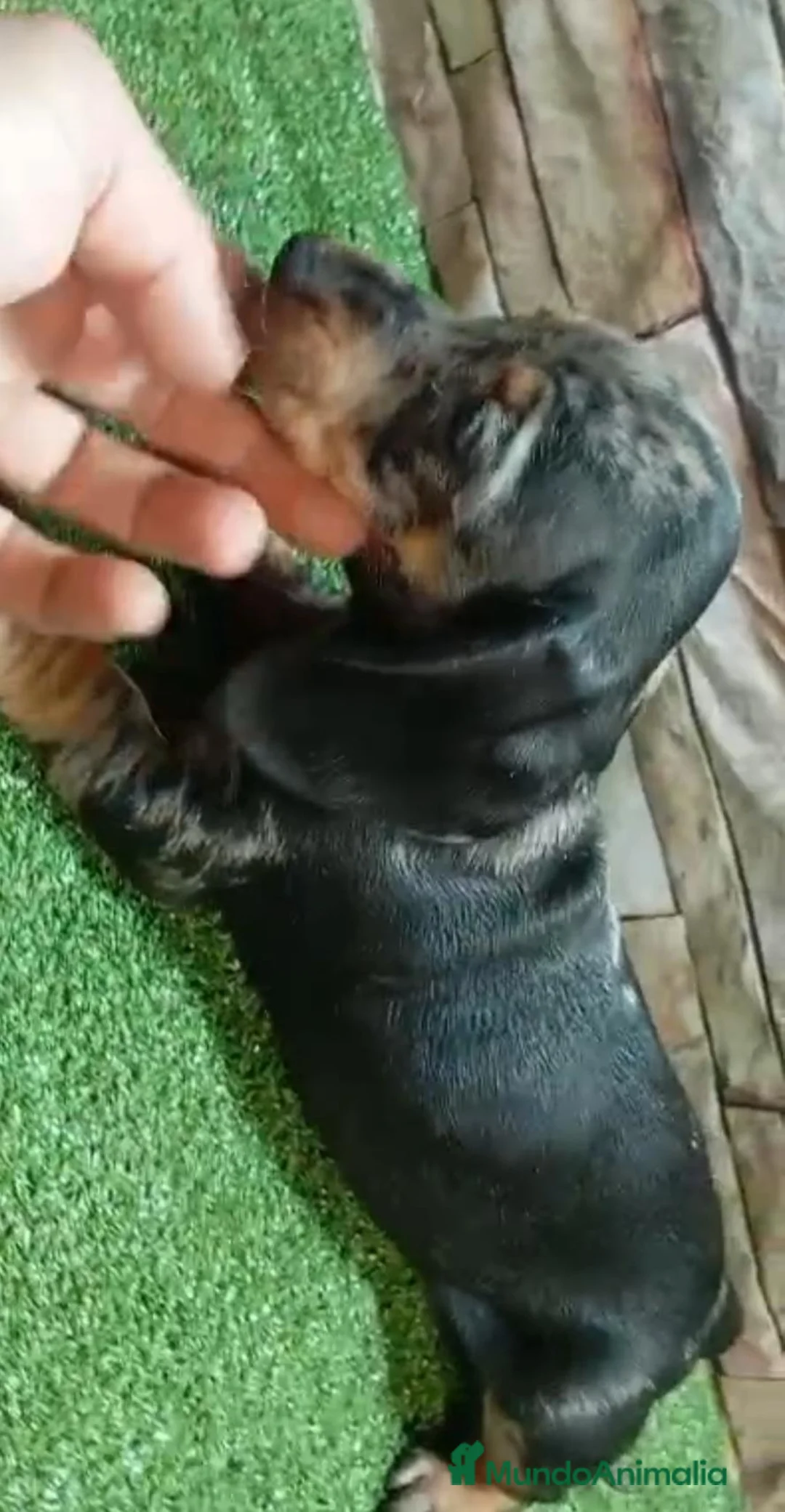Teckel Miniatura perros en venta: TECKEL MINI ARLEQUIN - Anuncio 2