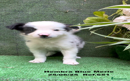 Border Collie perros en venta: BORDER COLLIE hembras Blue Merle - Imagen 25