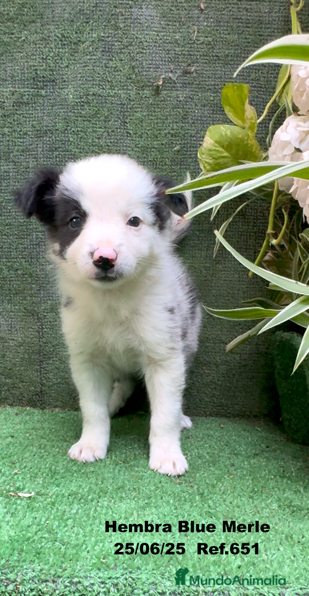 Border Collie perros en venta: BORDER COLLIE hembras Blue Merle - Imagen 25