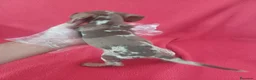 Teckel Miniatura perros en venta: Teckel Miniatura Arlequin Chocolate  - Anuncio 3
