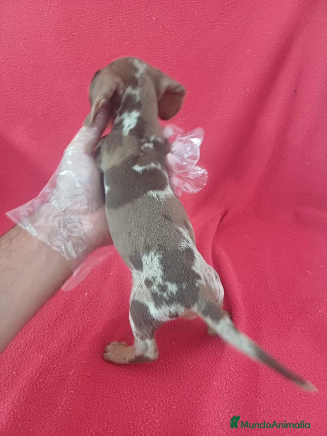 Teckel Miniatura perros en venta: Teckel Miniatura Arlequin Chocolate  - Anuncio 3