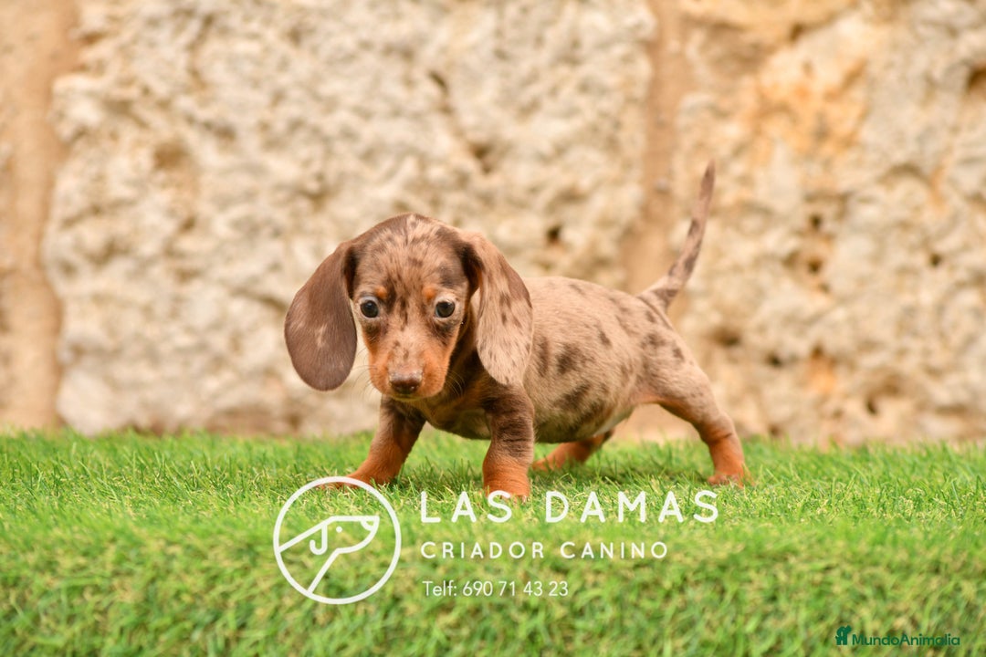 Teckel perros en venta: Cachorros de teckel arlequín disponibles - Imagen 3