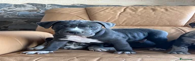 American Pit Bull Terrier 1