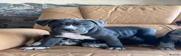 American Pit Bull Terrier perros en venta: Pitbull blue, Merle, lilac - Anuncio 3