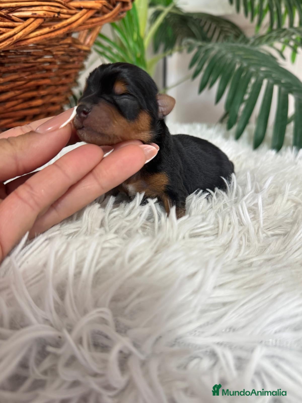 Yorkshire Terrier perros YORKSHIRE TERRIER - Anuncio 1