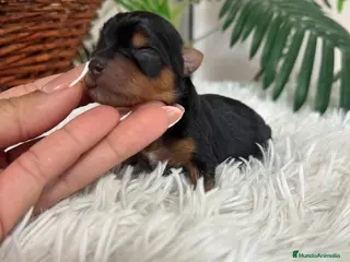 Yorkshire Terrier perros YORKSHIRE TERRIER - Anuncio 1