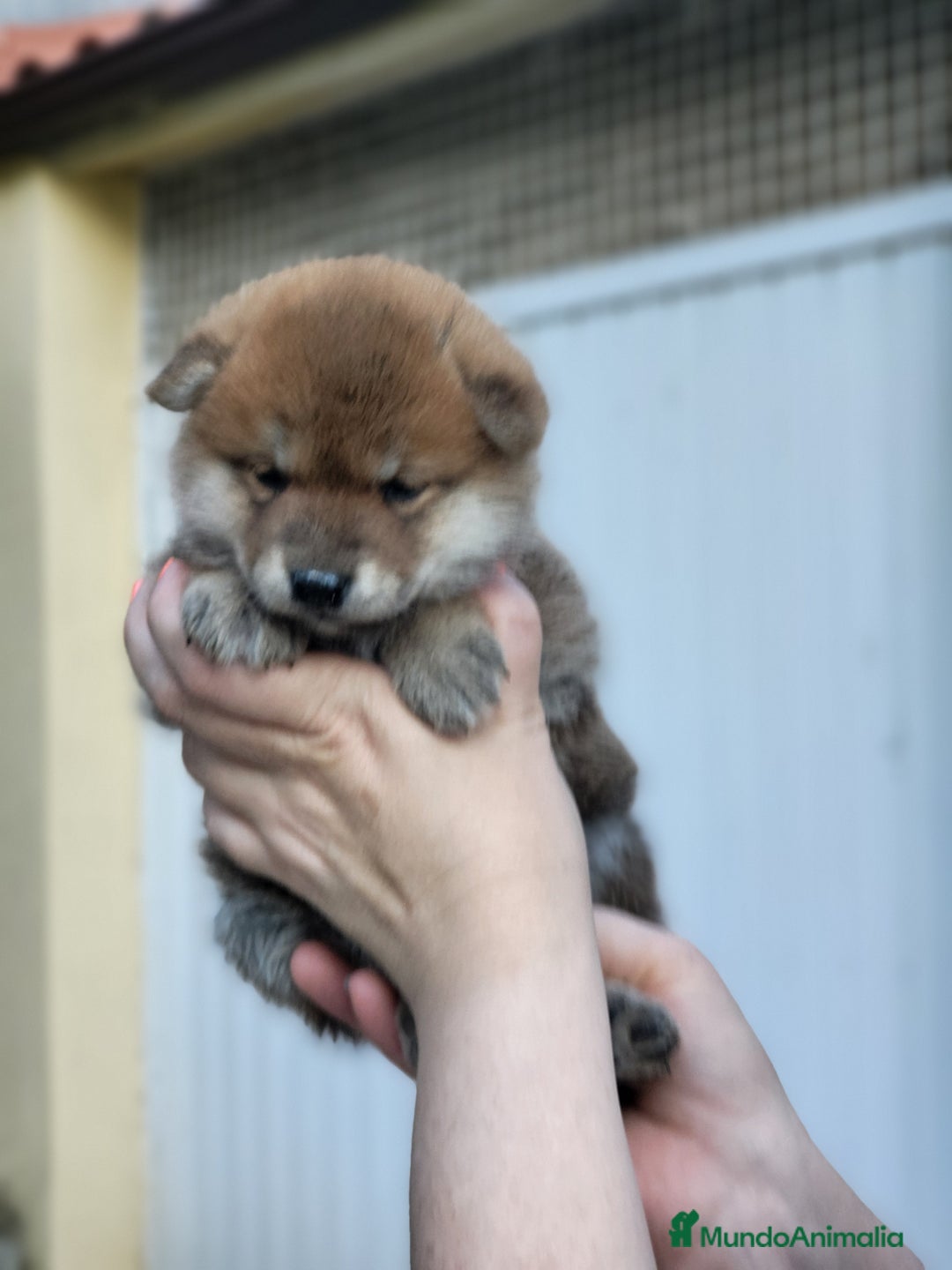 Shiba Inu perros en venta: Cachorros  - Imagen 7