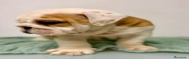 Bulldog Inglés Cachorro 1