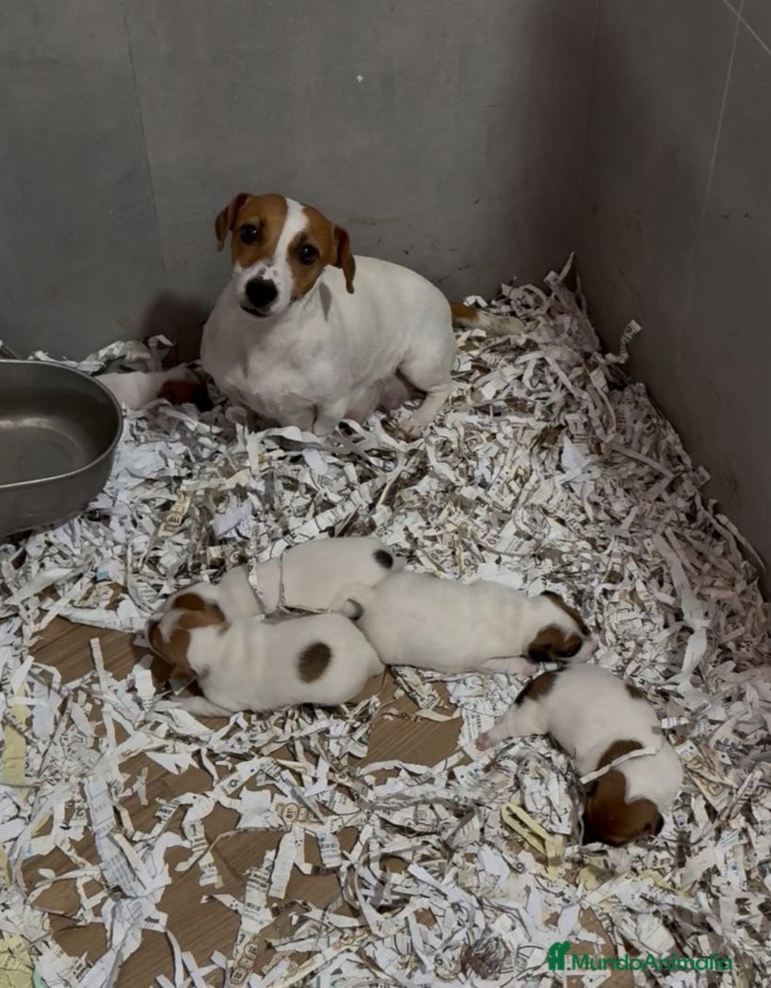 Jack Russell Terrier perros en venta: Cachorros Jack Russell bicolor patita corta  - Imagen 10