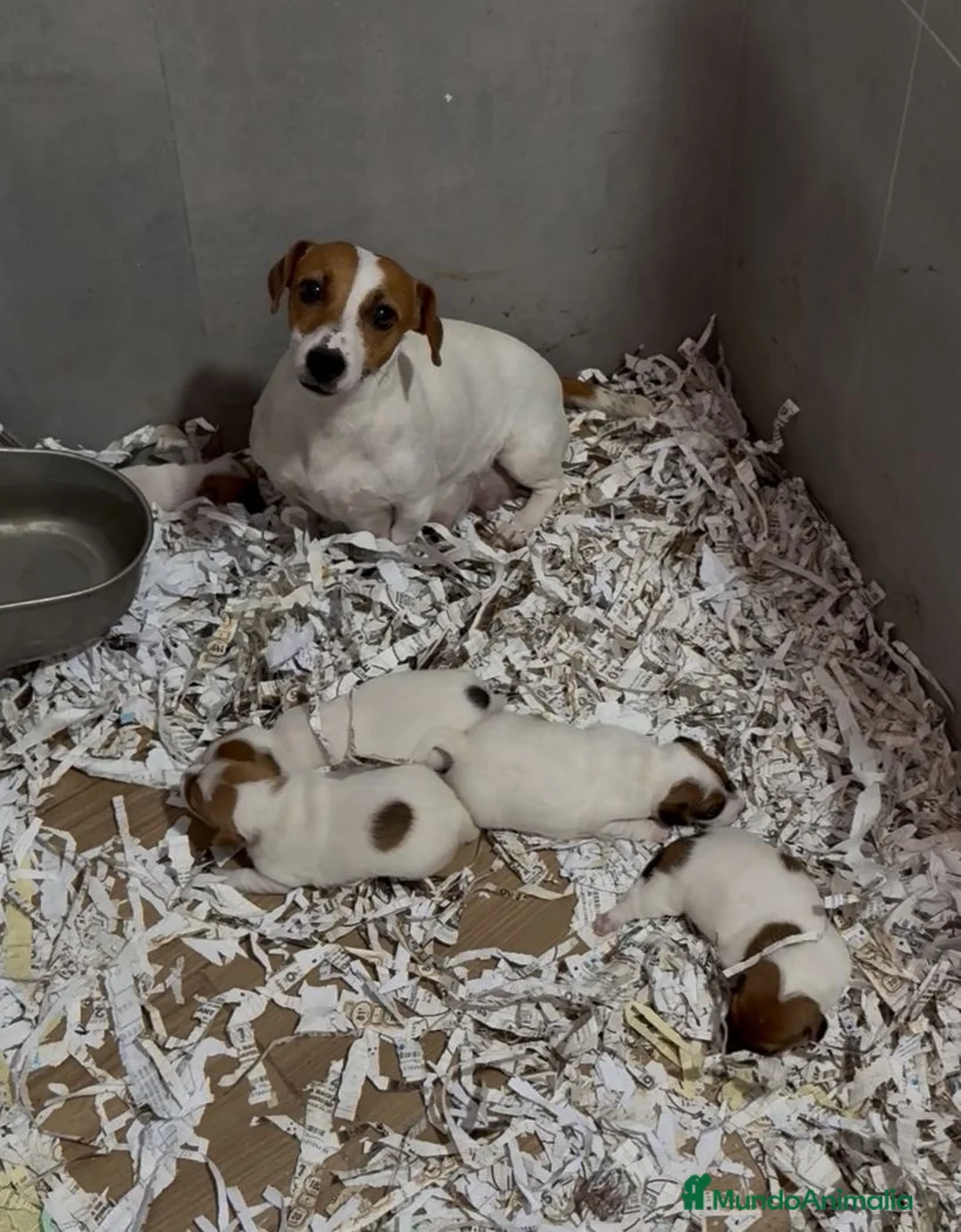 Jack Russell Terrier perros en venta: Cachorros Jack Russell bicolor patita corta  - Anuncio 10