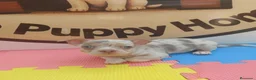 Chihuahua perros en venta: Chihuahua - Anuncio 2