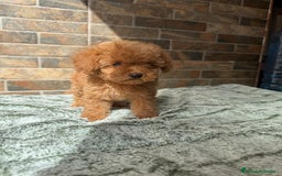 Caniche Toy perros en venta: HEMBRA CANICHE - Imagen 1