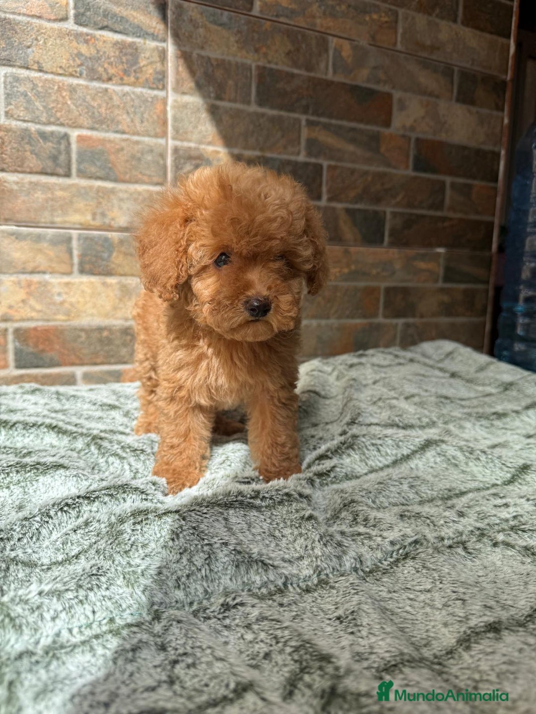 Caniche Toy perros en venta: HEMBRA CANICHE - Imagen 1