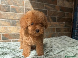 Caniche Toy perros - Anuncio 19