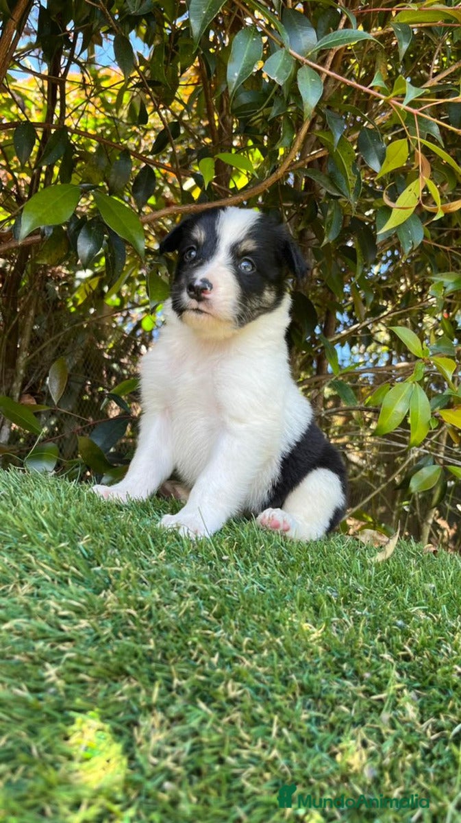 Border Collie perros Border collie  - Anuncio 2