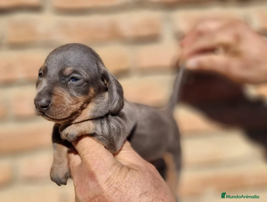 Imagen de galería {{count}}