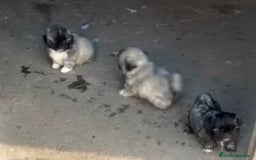 Shih Tzu perros en venta: SHIH TZU  - Imagen 9