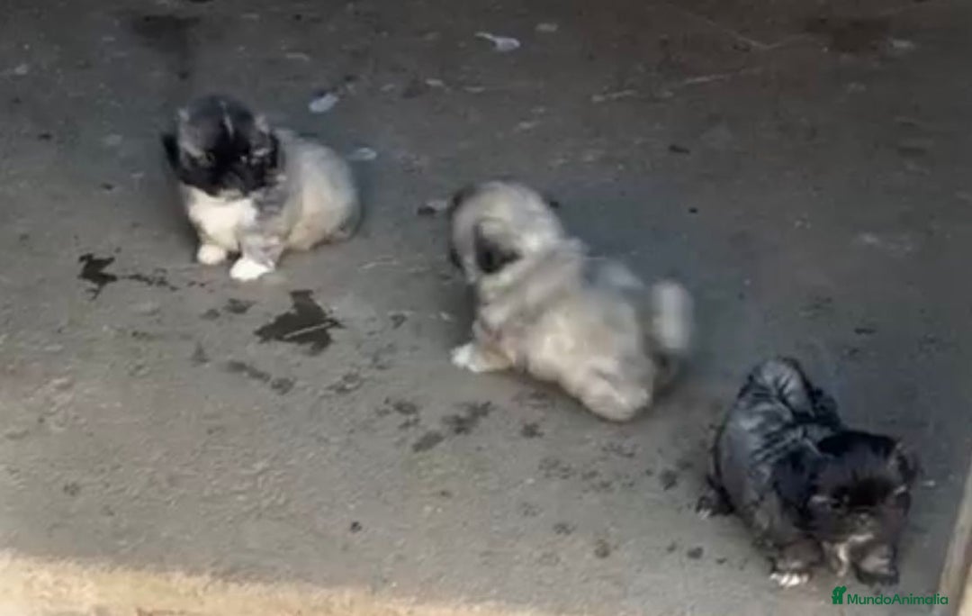 Shih Tzu perros en venta: SHIH TZU  - Imagen 9