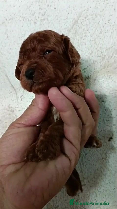 Caniche Toy perros CANICHE TOY ROJO - PRECIO REAL - Anuncio 5