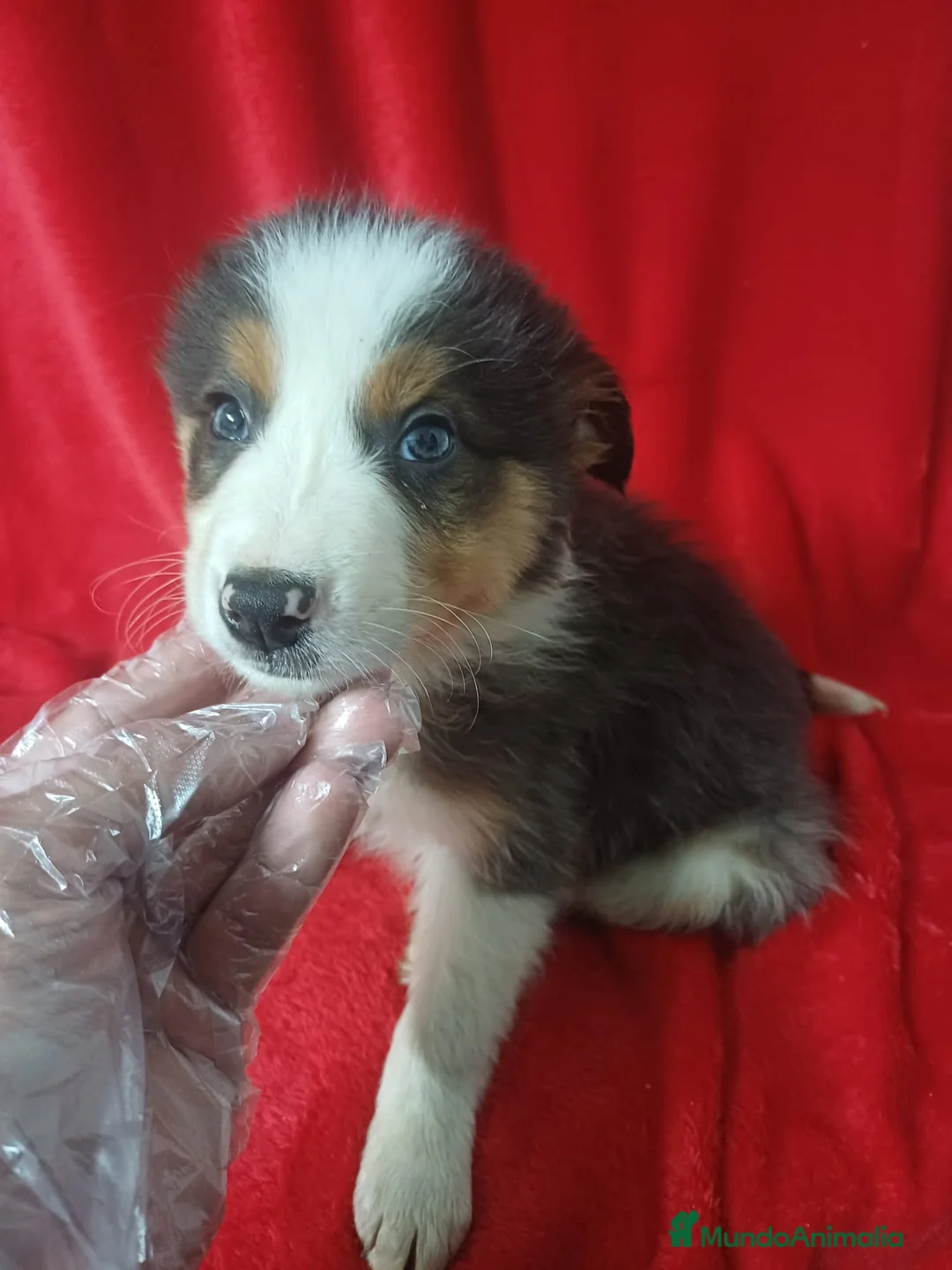Border Collie perros en venta: Border Collie  - Anuncio 1