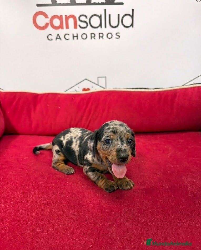 Teckel perros en venta: Teckel - Anuncio 2