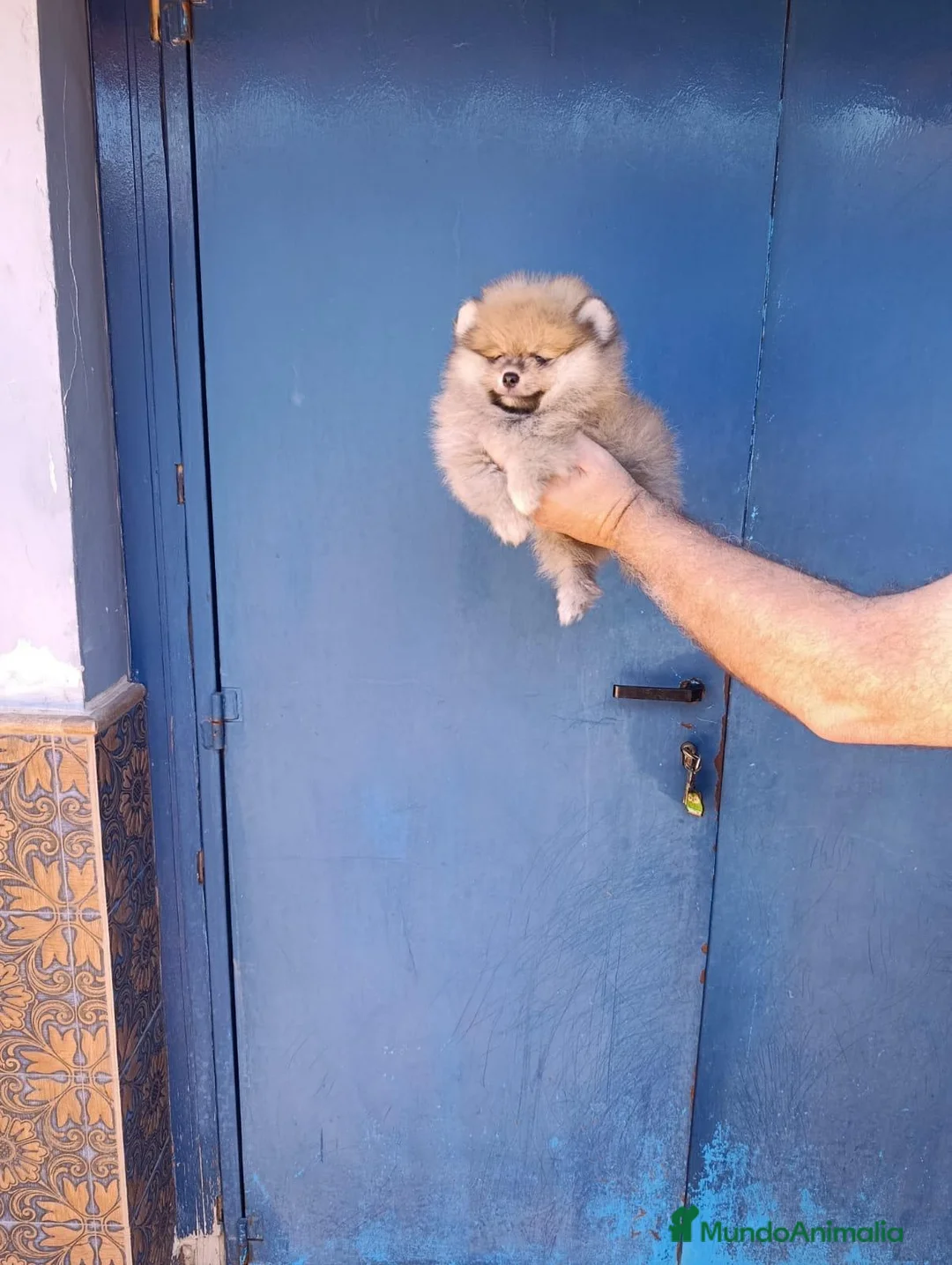 Pomerania perros en venta: Macho pomerania osito - Anuncio 4