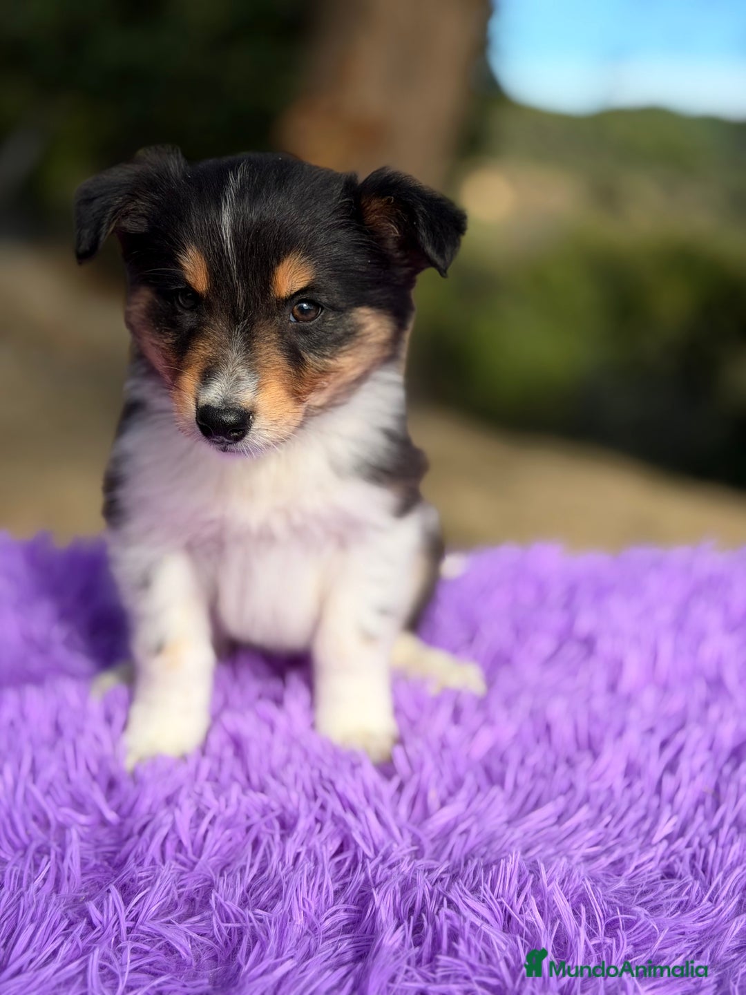 Border Collie perros en venta: Border collie tricolor  - Anuncio 5