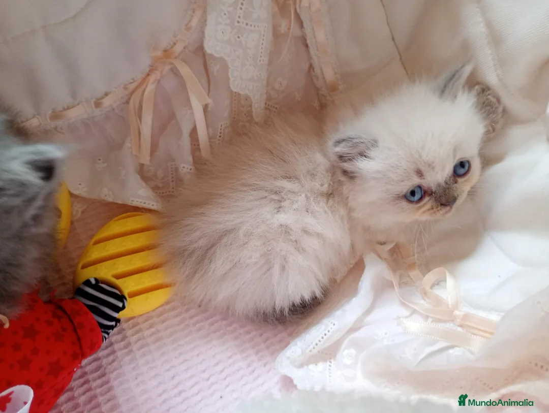 Persa gatos en venta: Gatitos persa y malayo - Anuncio 2