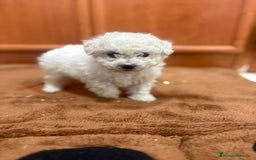 Caniche Toy perros en venta: Caniche toy blanca - Imagen 8