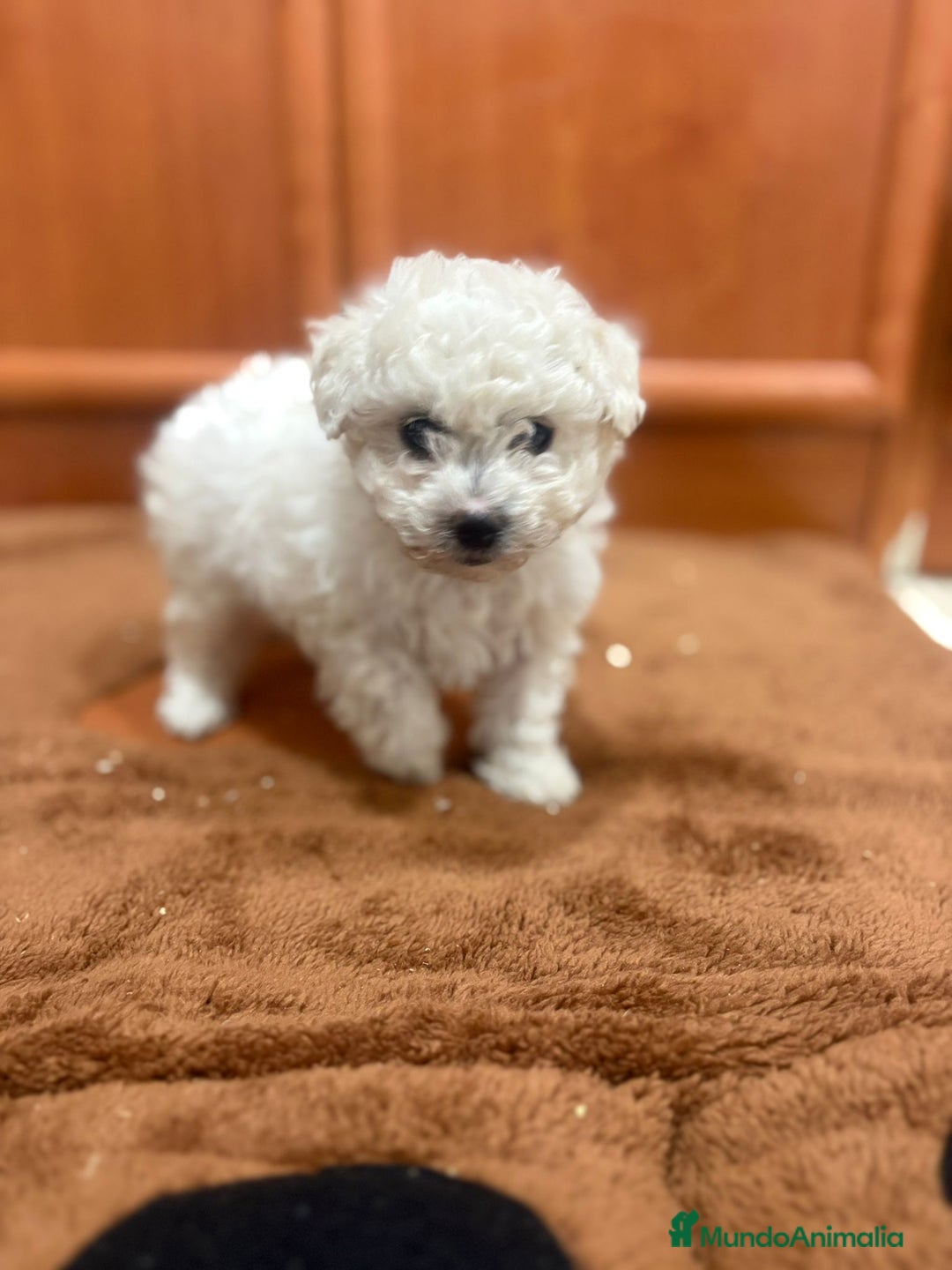 Caniche Toy perros en venta: Caniche toy blanca - Imagen 8