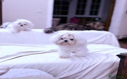 Bichón Maltés perros en venta: Bichon Maltes coreano - Imagen 3