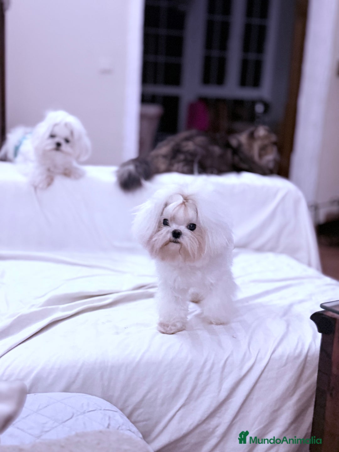 Bichón Maltés perros en venta: Bichon Maltes coreano - Imagen 3