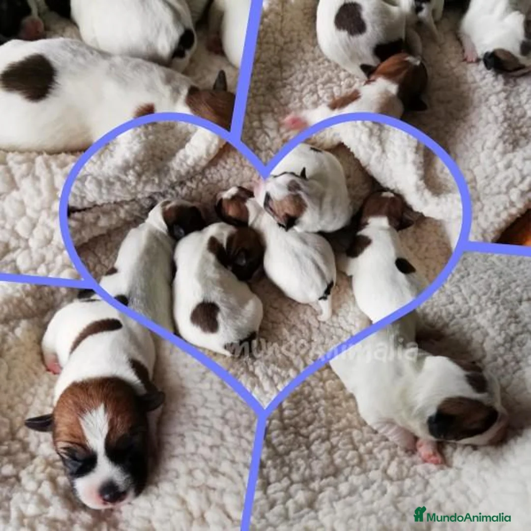 Imagen de galería {{count}}