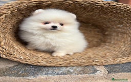 Pomerania perros en venta: Pomerania blanco toy para diciembre !! - Anuncio 3