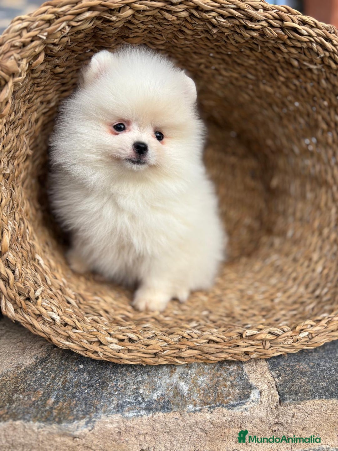 Pomerania perros en venta: Pomerania blanco toy para diciembre !! - Anuncio 3