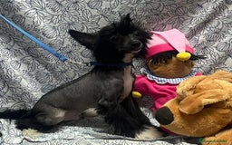 Perro Crestado Chino perros en venta: Crestado chino - Imagen 3