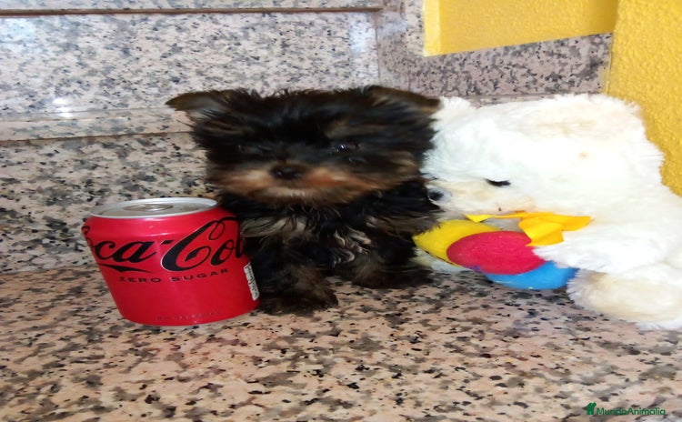 Yorkshire Terrier perros - Propaganda 1