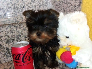 Yorkshire Terrier perros - Anuncio 9